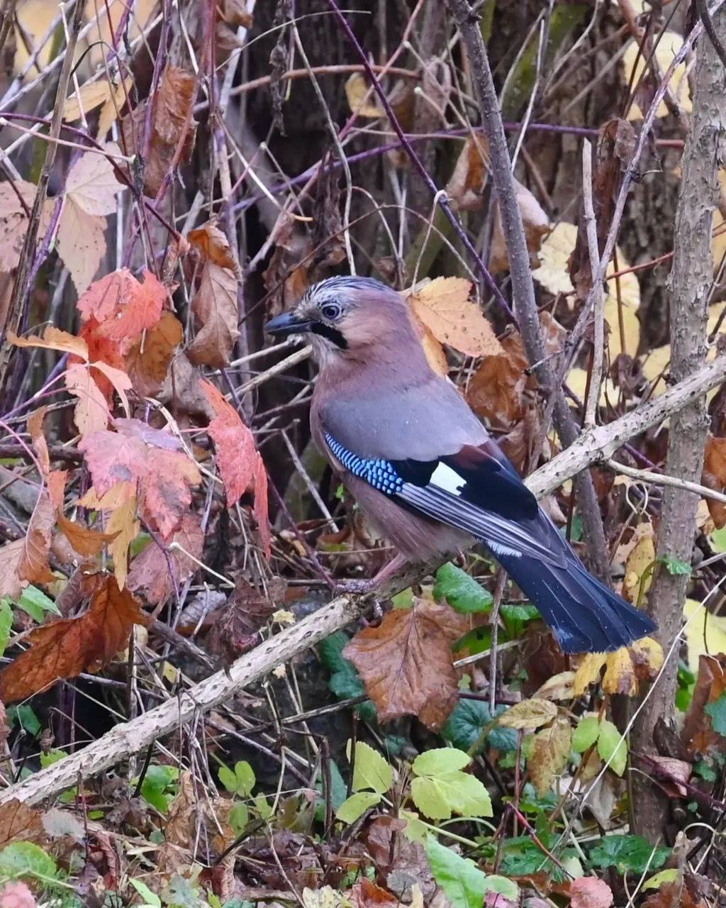 О погоде на 17 ноября. В Краснодарском крае переменная облачность О погоде на 17 ноября. В Краснодарском крае переменная облачность