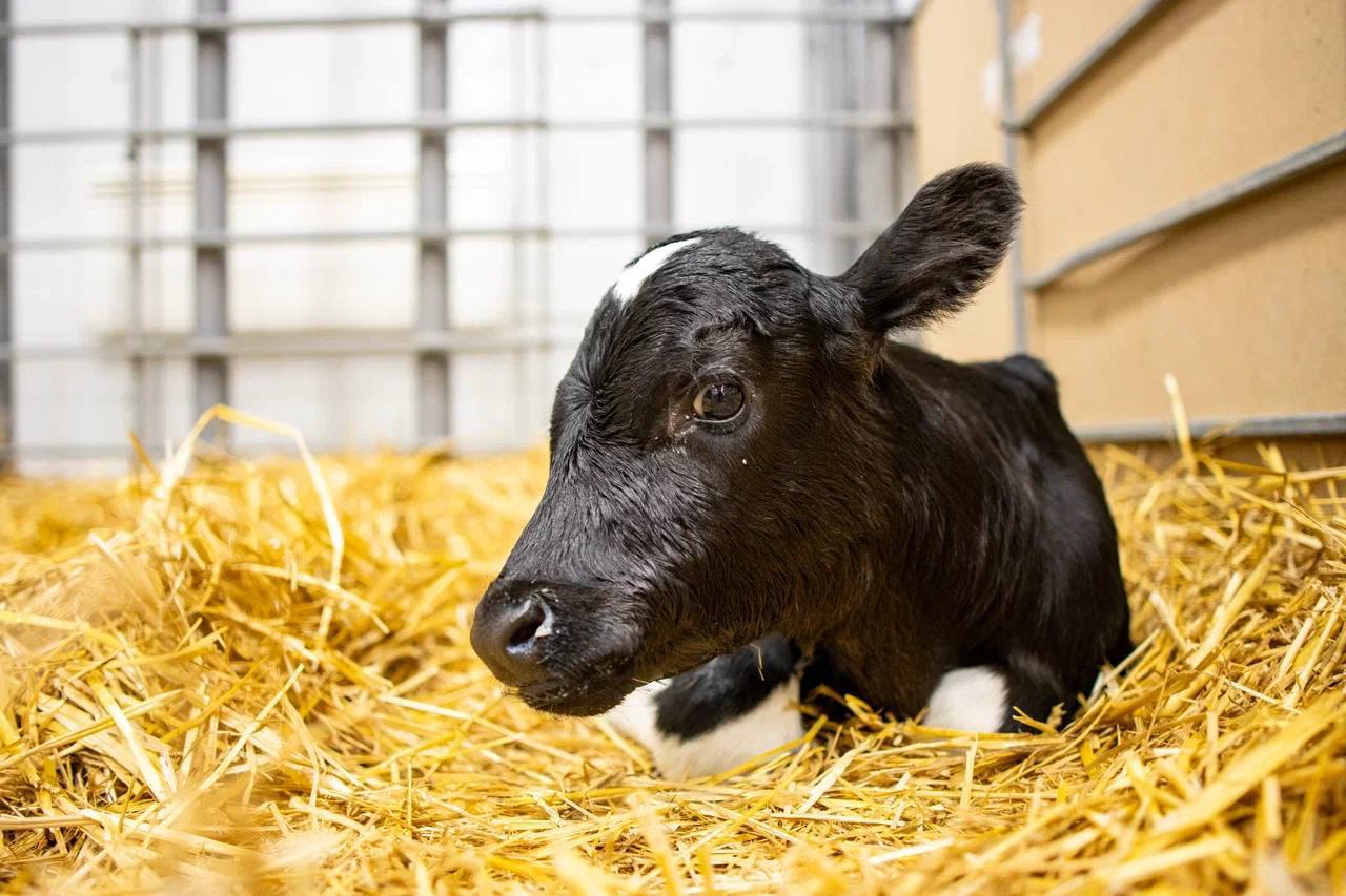 Два клонированных теленка Милка и Искорка родились в Краснодарском крае, сообщили ТАСС в ГК "Прогресс агро"