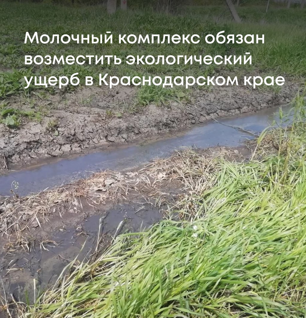 По материалам Росприроднадзора суд обязал АО фирму «Агрокомплекс» им. Н.И. Ткачева возместить экологический ущерб от разлива отходов животноводства в Краснодарском крае