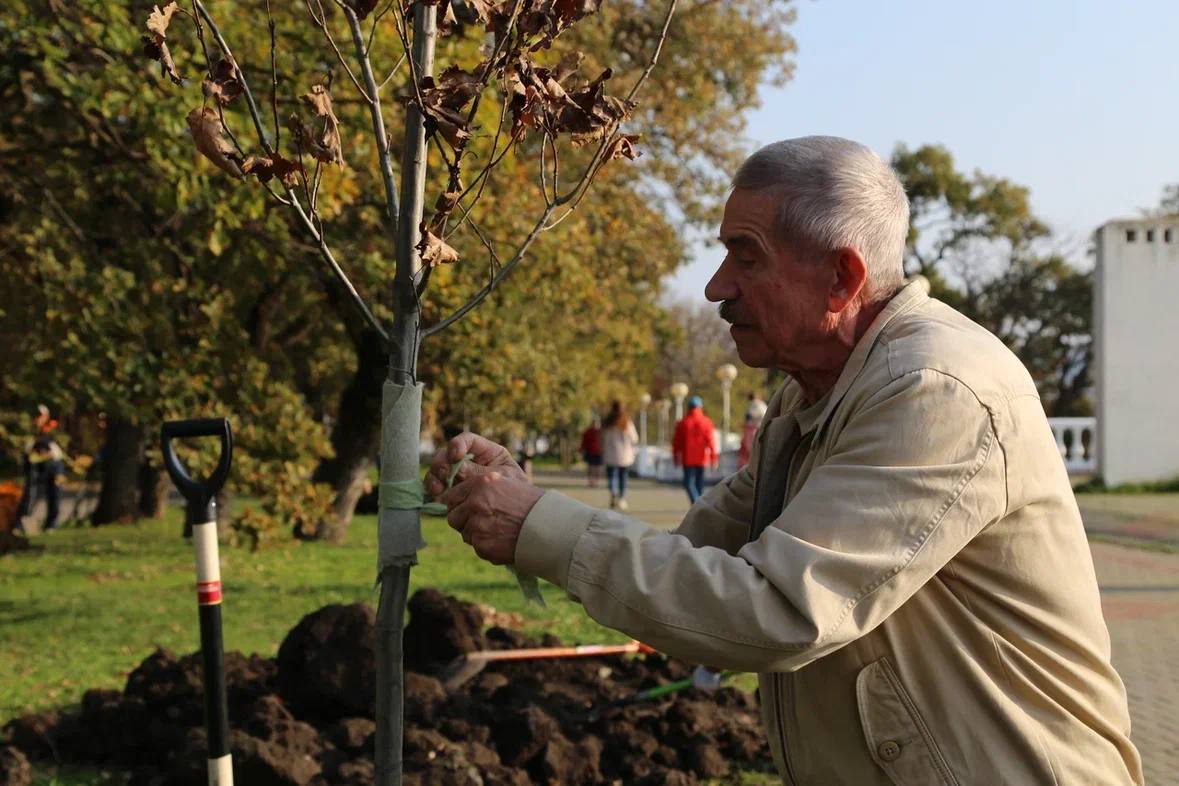 Зеленый Геленджик. На городской набережной, у памятника морякам-торпедникам, состоялась закладка новой аллеи Зеленый Геленджик. На городской набережной, у памятника морякам-торпедникам, состоялась закладка новой аллеи