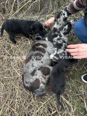 Туго связали лапы и пасть: на жестокое обращение с собакой пожаловались жители Краснодара