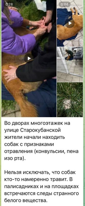 Полицией Краснодара инициирована доследственная проверка на основании сведений о возможном умышленном отравлении собаки на улице Старокубанской
