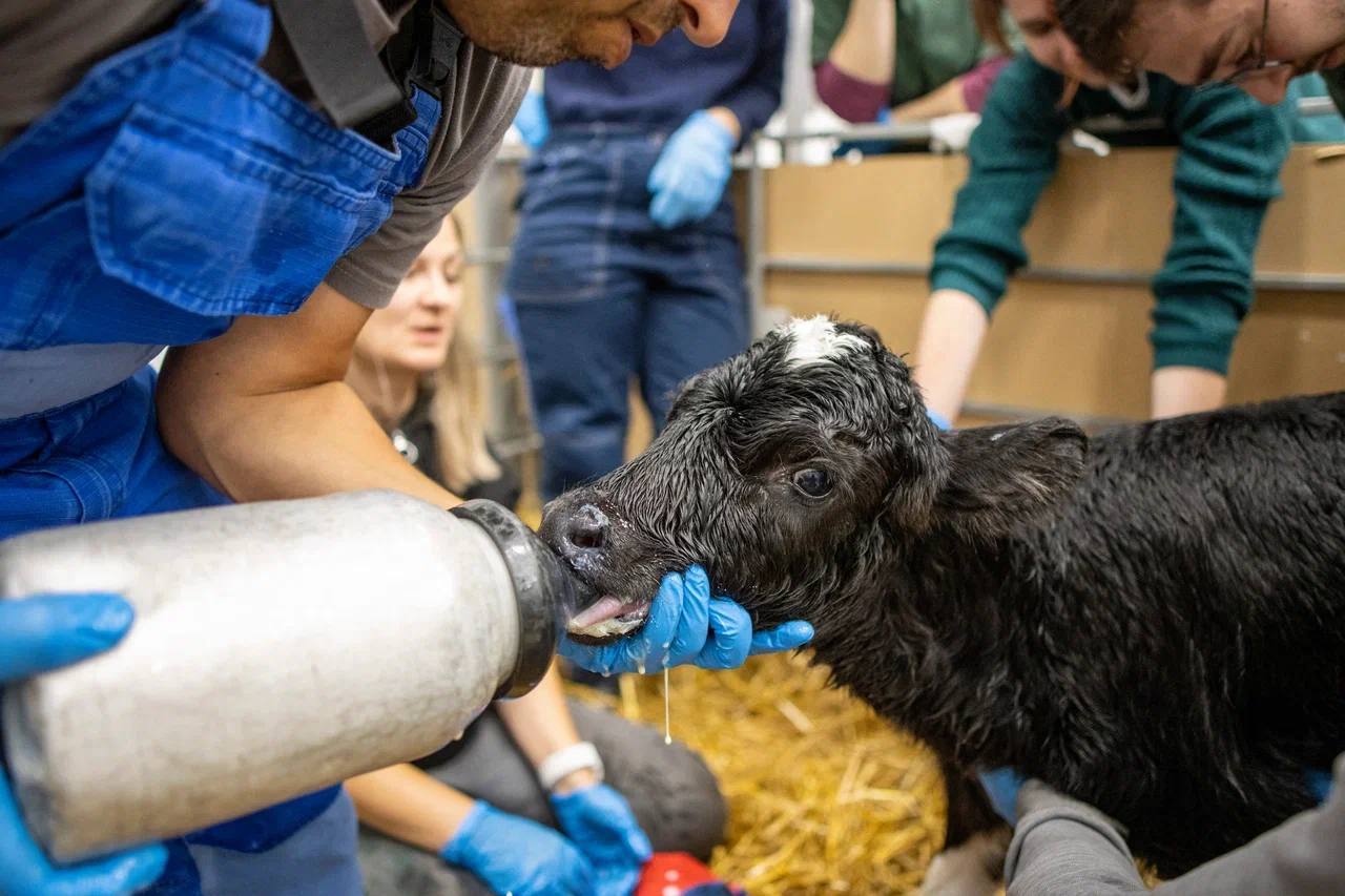 Два клонированных теленка Милка и Искорка родились в Краснодарском крае, сообщили ТАСС в ГК "Прогресс агро" Два клонированных теленка Милка и Искорка родились в Краснодарском крае, сообщили ТАСС в ГК "Прогресс агро"