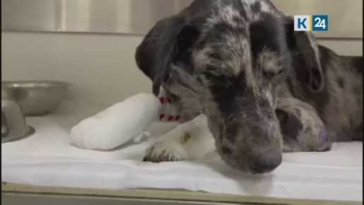 Связанная собака и ее щенки, обнаруженные под Краснодаром, не были бродячими