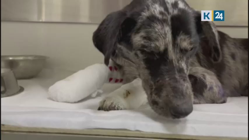 Связанная собака и ее щенки, обнаруженные под Краснодаром, не были бродячими