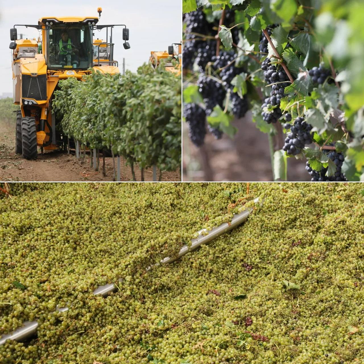 Рекордный урожай винограда собрали на Кубани