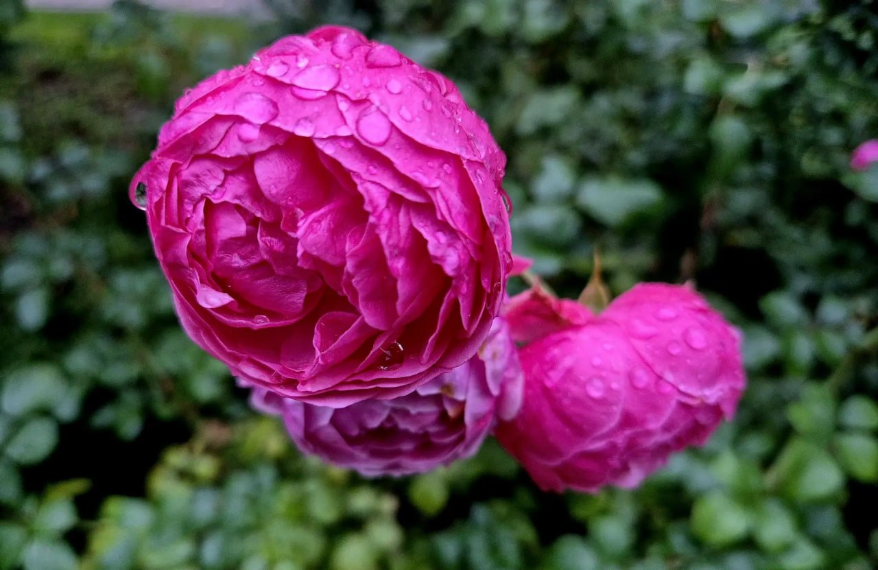 А вы гуляли по бульвару у кинотеатра «Аврора»? А вы гуляли по бульвару у кинотеатра «Аврора»?