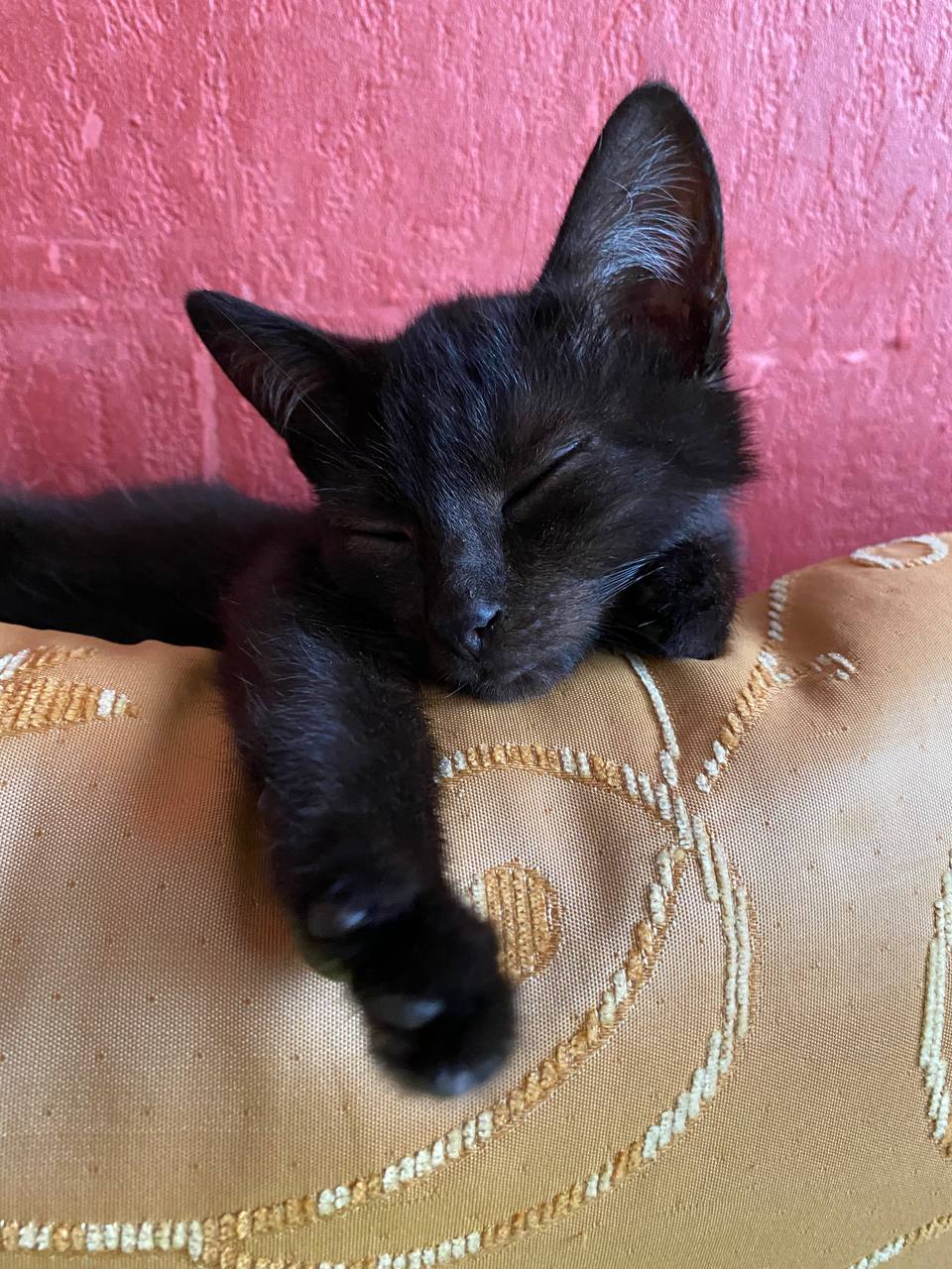 Чёрный – цвет удачи? Отмечаем День защиты чёрных котов 17 ноября! Чёрный – цвет удачи? Отмечаем День защиты чёрных котов 17 ноября!