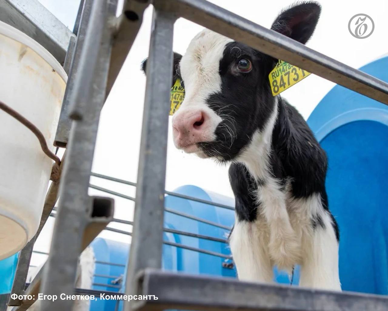 В Краснодарском крае на ферме предприятия «Рассвет» появились на свет два клонированных теленка — Милка и Искорка