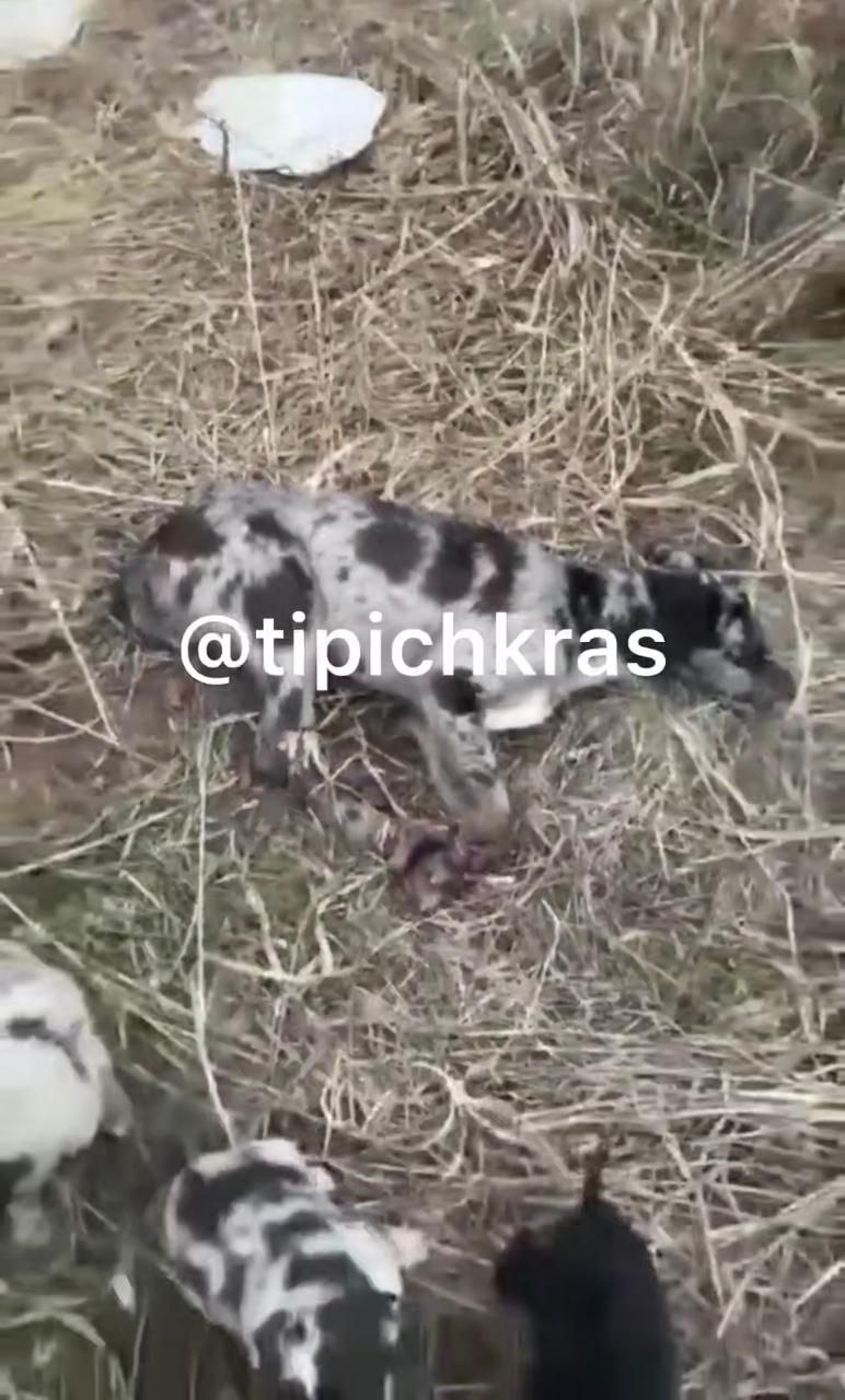 В одном из краснодарских пабликов появилось ужасное видео