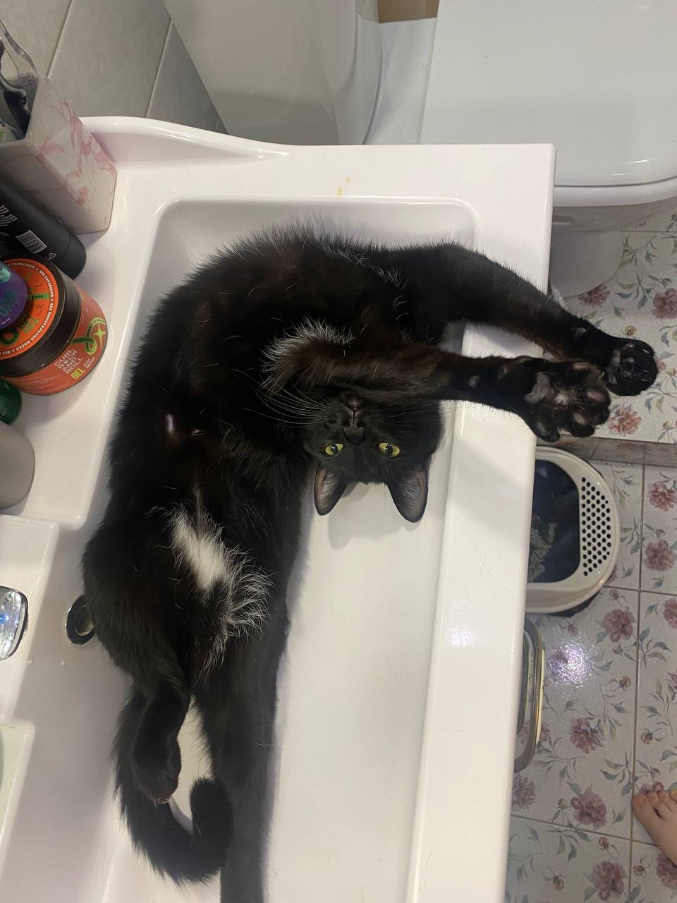 Чёрный – цвет удачи? Отмечаем День защиты чёрных котов 17 ноября! Чёрный – цвет удачи? Отмечаем День защиты чёрных котов 17 ноября!