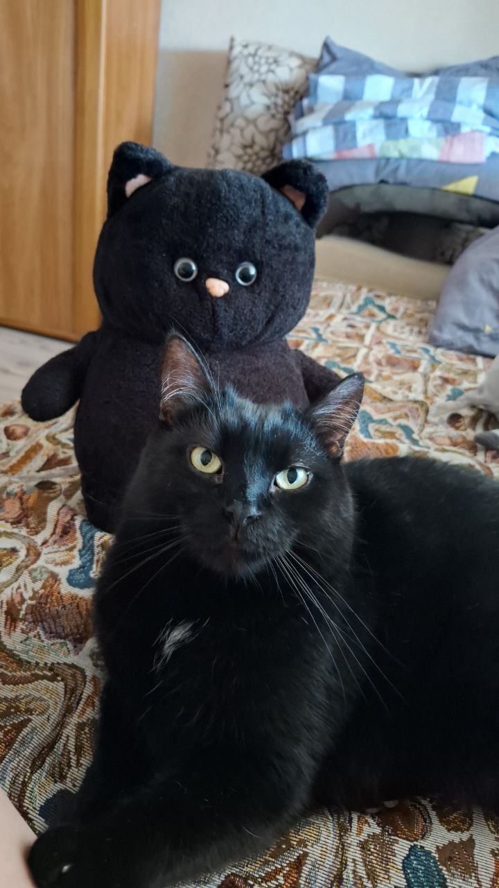 Чёрный – цвет удачи? Отмечаем День защиты чёрных котов 17 ноября! Чёрный – цвет удачи? Отмечаем День защиты чёрных котов 17 ноября!