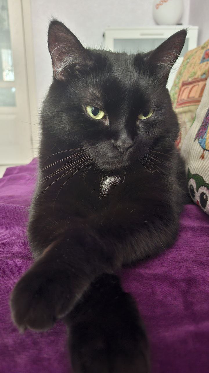 Чёрный – цвет удачи? Отмечаем День защиты чёрных котов 17 ноября!