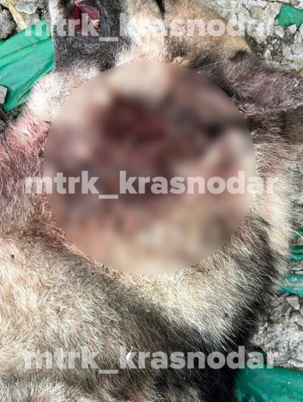 Расстрелянную собаку нашли в поселке под Краснодаром