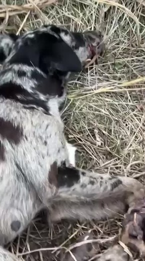 Обвязали тугой тесьмой и бросили