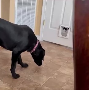 Бу! Испугался?