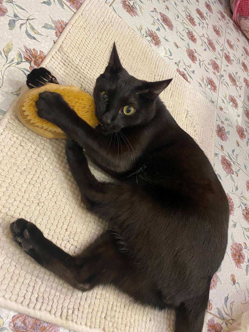 Чёрный – цвет удачи? Отмечаем День защиты чёрных котов 17 ноября! Чёрный – цвет удачи? Отмечаем День защиты чёрных котов 17 ноября!