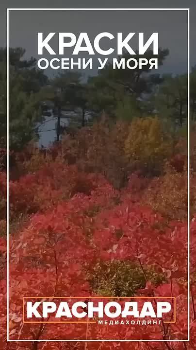 Краски осени у моря. Наступил сезон прогулок вдоль моря и отдыха в тени сосен… Здесь множество тропинок, дорог и туристических маршрутов
