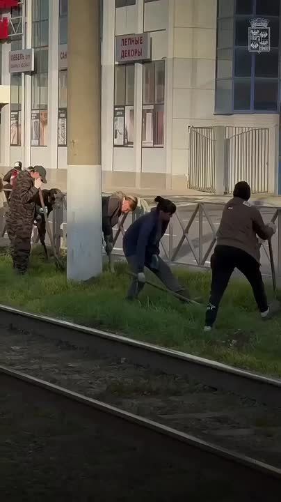 Высадка деревьев началась на улице Калинина