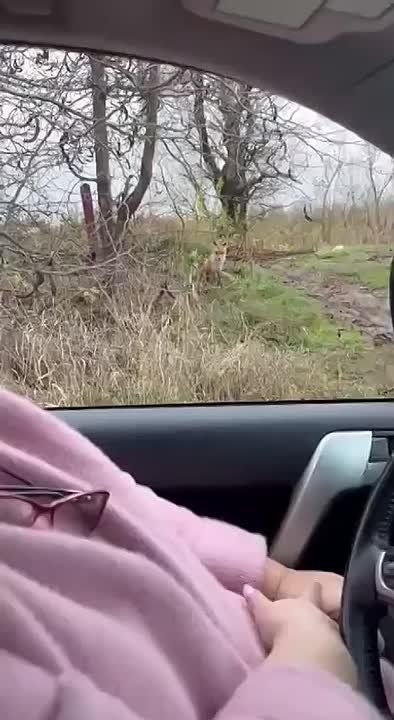 Смелую лису сняли в пригороде Краснодара