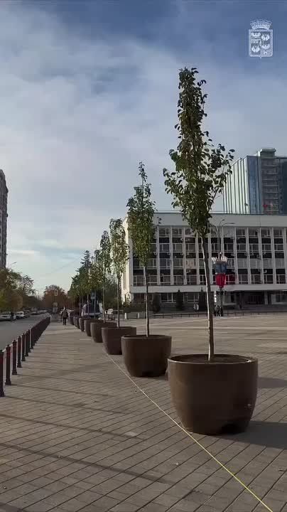 На Главной городской площади Краснодара появилось 50 новых вазонов с деревьями