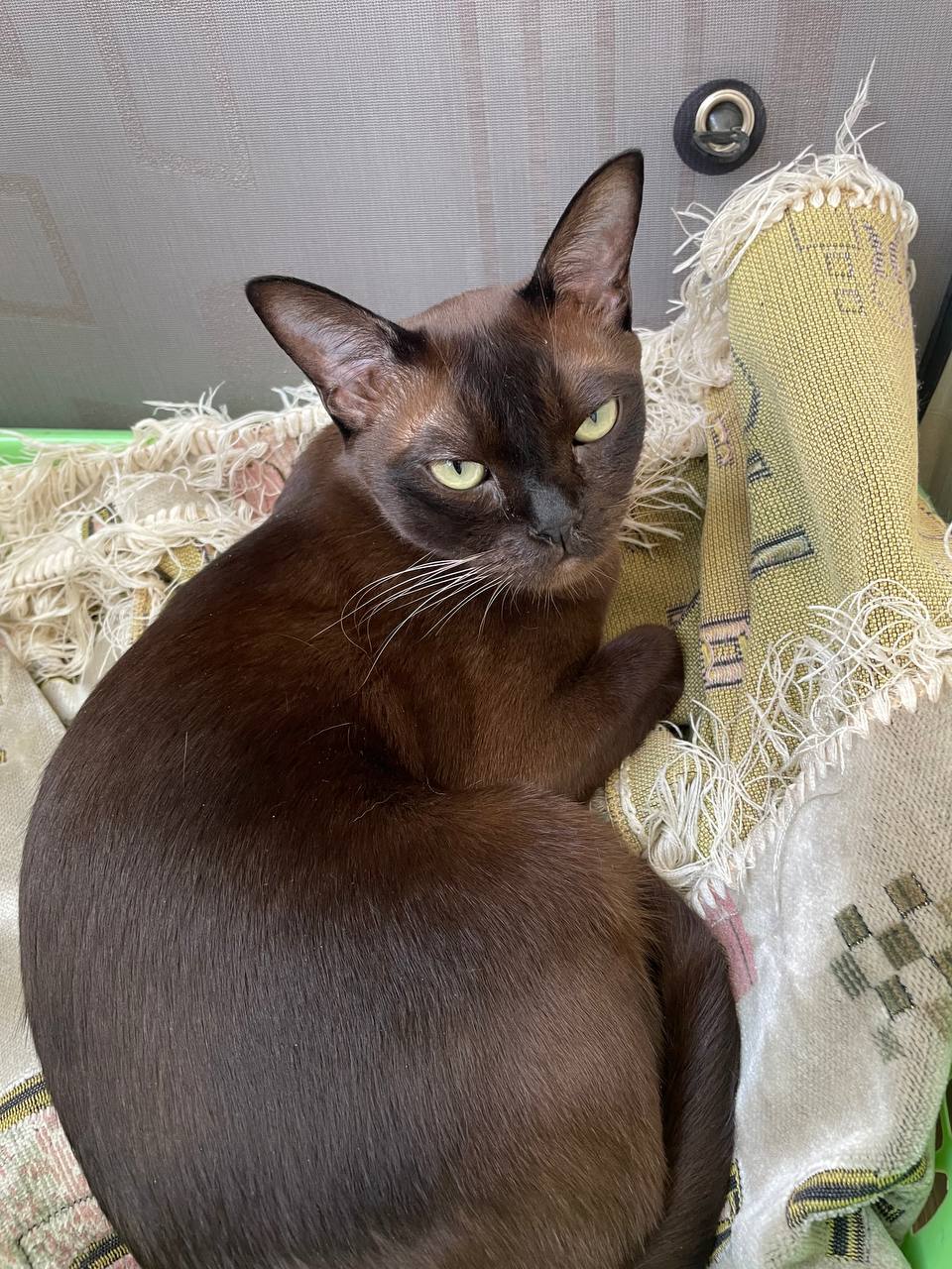 Доброе утро, Кубань!. Краснодар +20 °С Доброе утро, Кубань!. Краснодар +20 °С