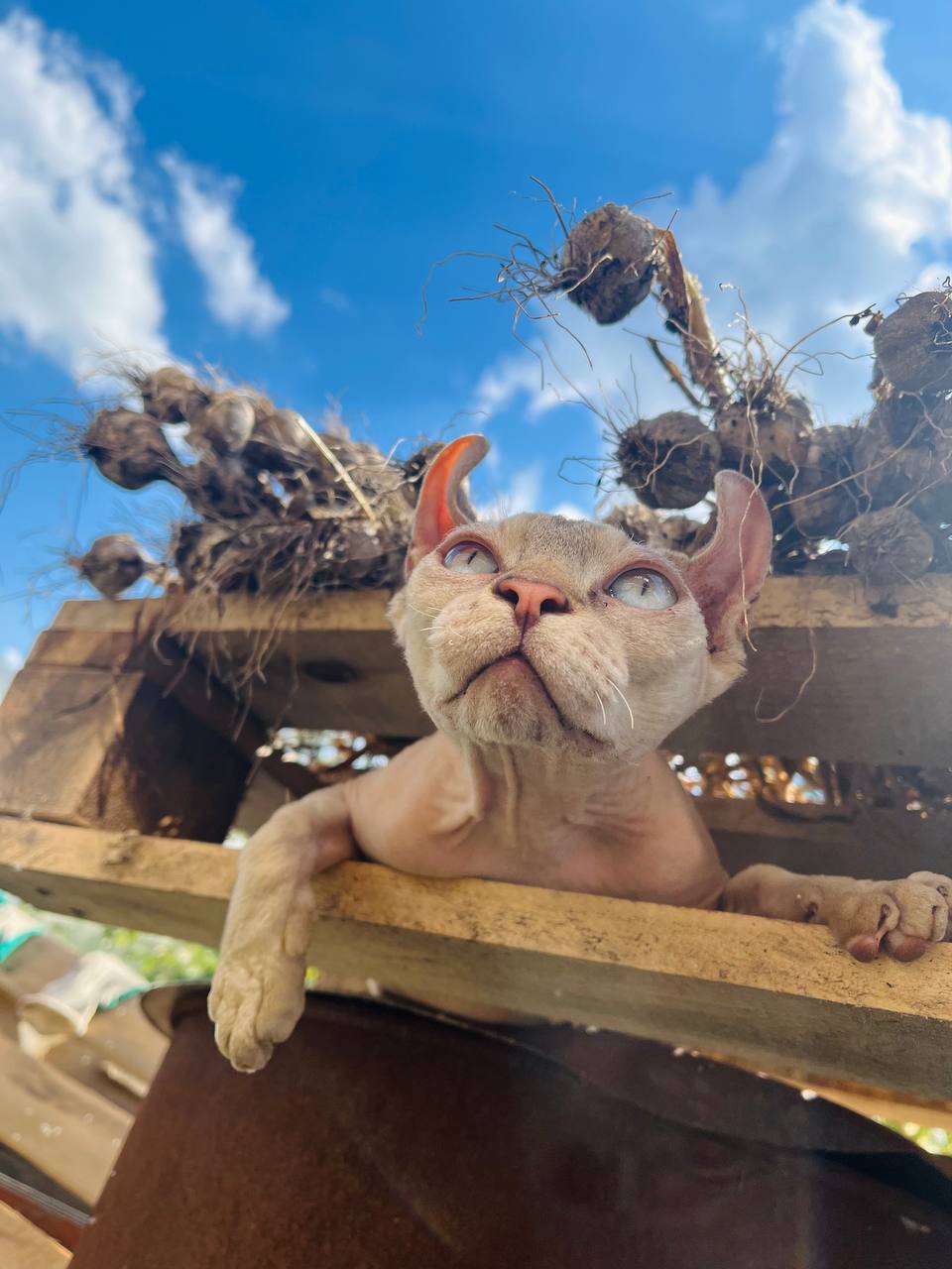 Доброе утро, Кубань!. Краснодар +20 °С Доброе утро, Кубань!. Краснодар +20 °С