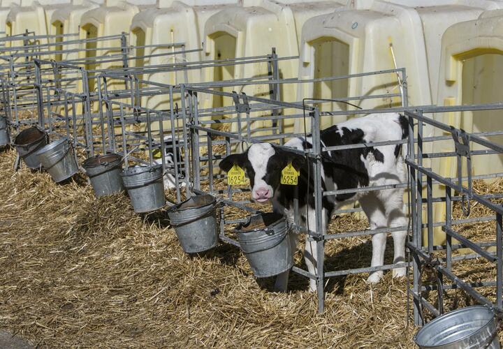 На ферме в Усть-Лабинском районе появились ещё два клонированных телёнка, пишет "Живая Кубань" с ссылкой на "Сарафан 23"