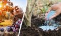 Как осенью подкормить вишни и сливы для щедрого урожая