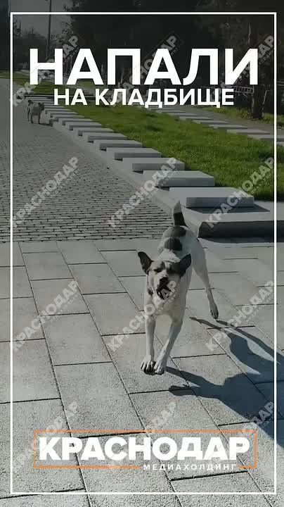 Стая собак напала на девушек на кладбище