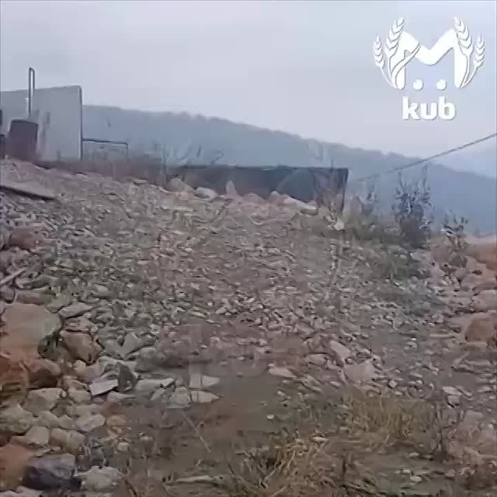 Жители Сочи заметили хищника, спокойно гуляющего по Хостинскому району