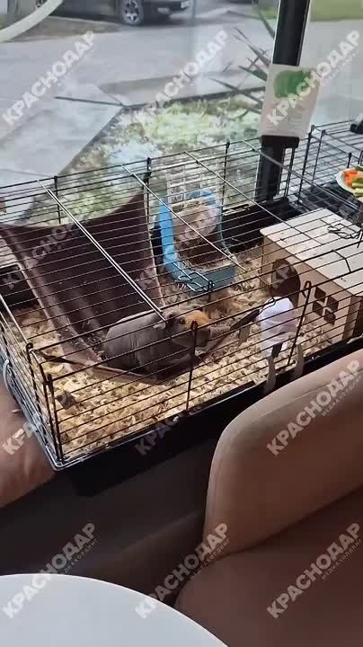 Менеджера по хорошему настроению обнаружили в краснодарской кофейне