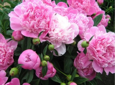 Почему летняя обрезка пионов может навредить вашим цветам