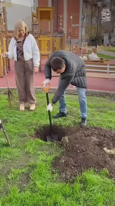 Высадка деревьев в Краснодаре продолжается