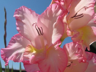 Невидимые враги на грядках: как цветы могут погубить ваш урожай