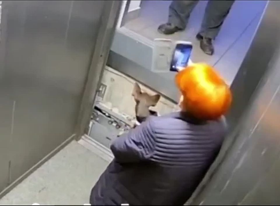 Лифт сорвался с женщиной и собакой в Краснодаре