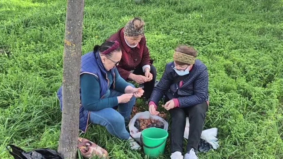 В посёлке Лорис высадили тюльпановую аллею
