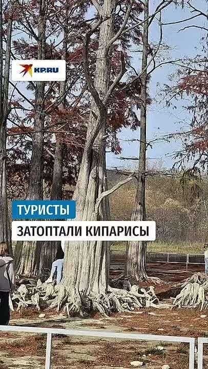 Ничего святого: туристы затоптали кипарисы в Анапе