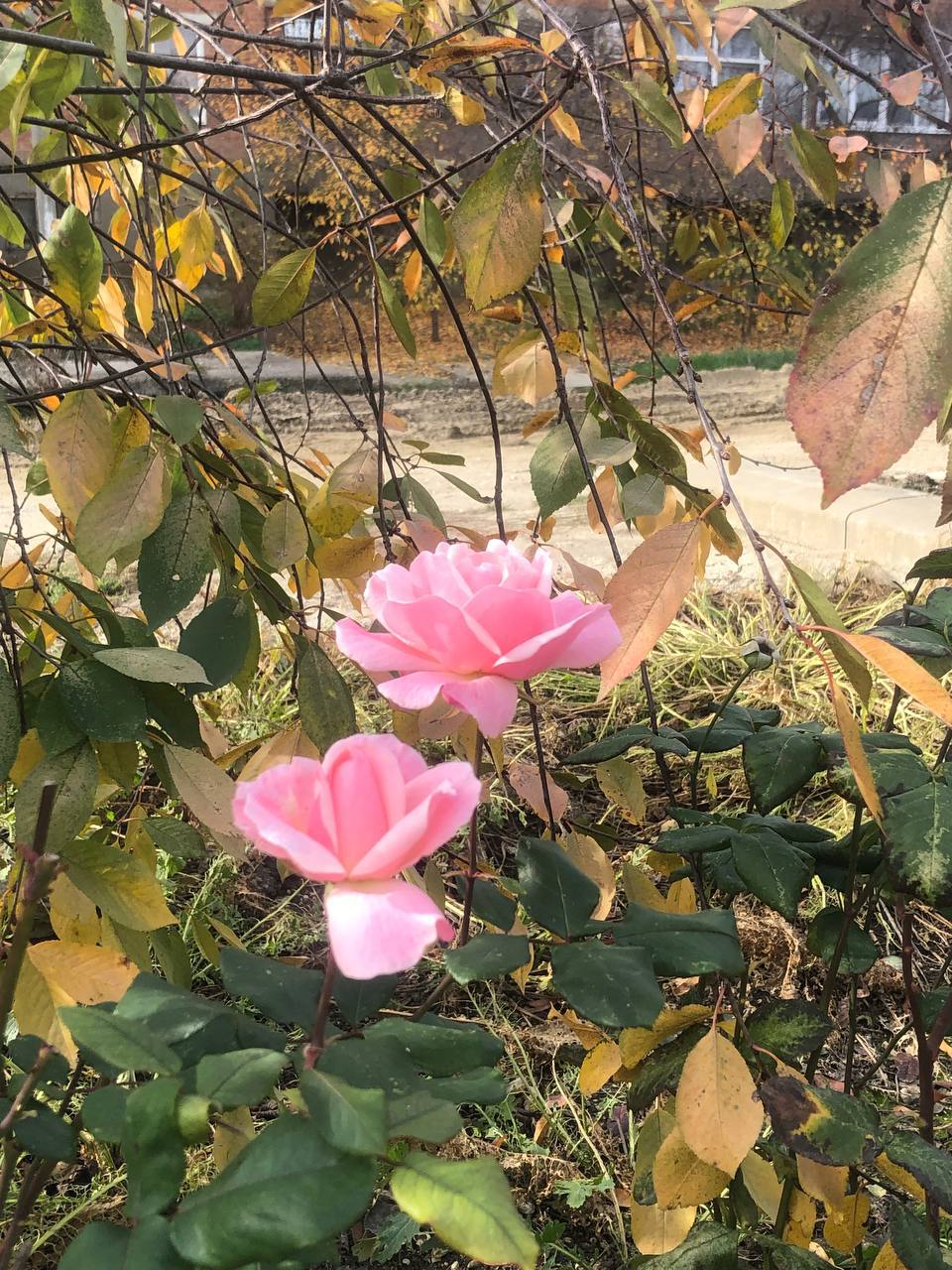 О погоде на 23 ноября. В Краснодарском крае переменная облачность О погоде на 23 ноября. В Краснодарском крае переменная облачность