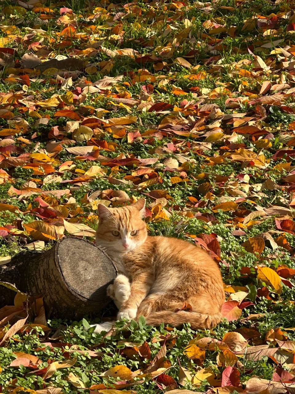 О погоде на 24 ноября. В Краснодарском крае переменная облачность О погоде на 24 ноября. В Краснодарском крае переменная облачность