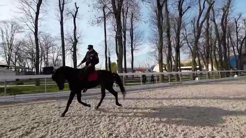Что объединяет полицейского -кавалериста и мастера конного спорта? Любовь к лошадям и навыки верховой езды!