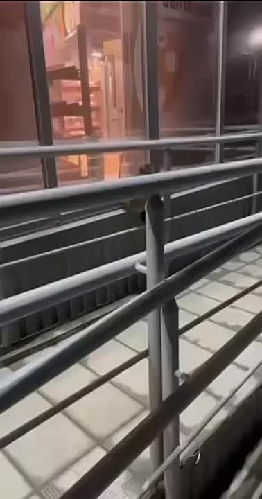 ����� ������� ���-�������� ���� ������� ��������