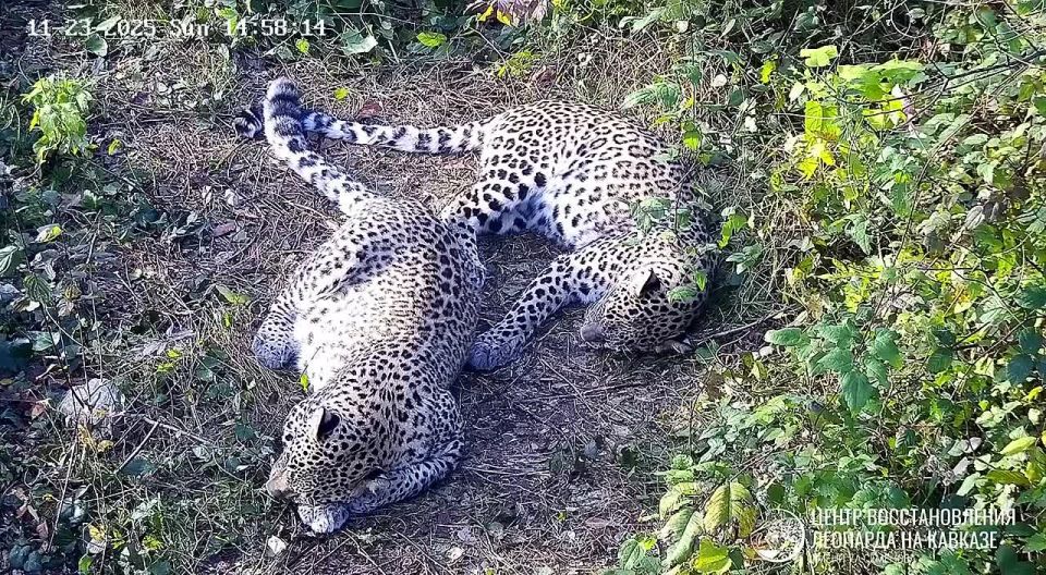 Леопарды-лежебоки попали на видео