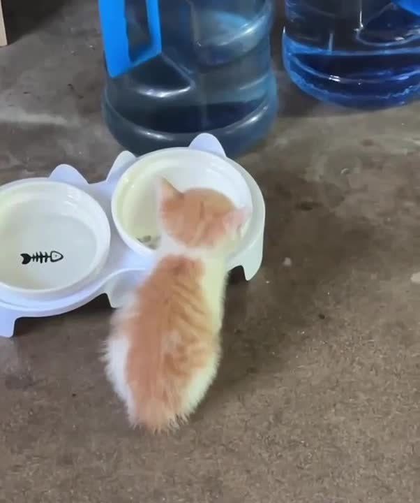 Не проснутый. Не выспатый. Голодный