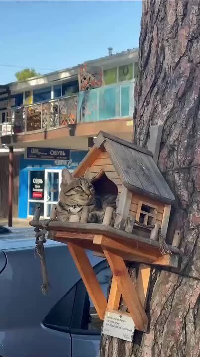 Кошкин дом. И никаких тут орехов! Сурово и безапелляционно! Столовая для белок в Геленджике стала жильем для одного предприимчивого котика