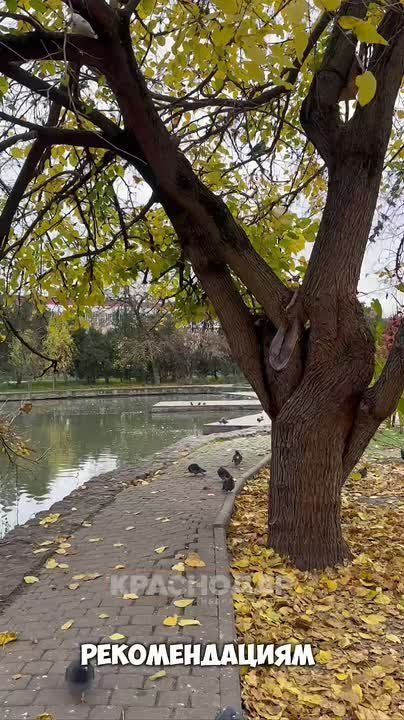Новые жители приплыли в Городской сад