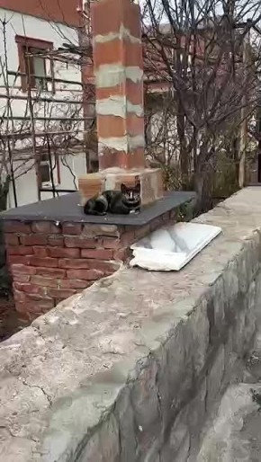 В Турции нашли кота, который выглядит точь-в-точь как Леонид Каневский