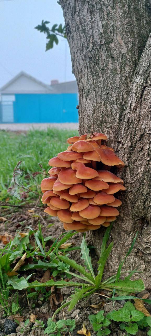 О погоде на 27 ноября. В Краснодарском крае переменная облачность О погоде на 27 ноября. В Краснодарском крае переменная облачность