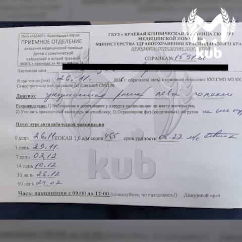 Стая дворняг нападает на школьников в Краснодаре Стая дворняг нападает на школьников в Краснодаре