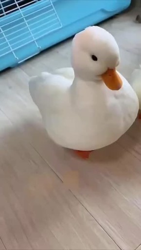 Россияне всё чаще стали заводить дома карликовых уточек